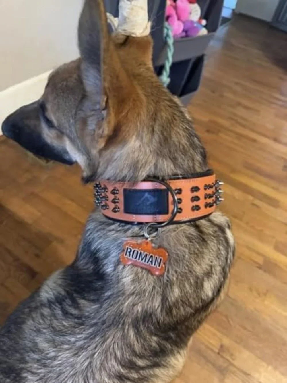 Luxury Padded Orange Spiked Genuine Leather Dog Collar - Stylish & Durable L